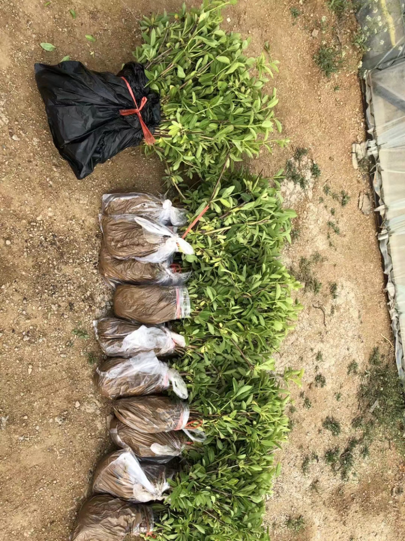 北花系列，四季系列，金银花苗，半月不开放系列，包回收