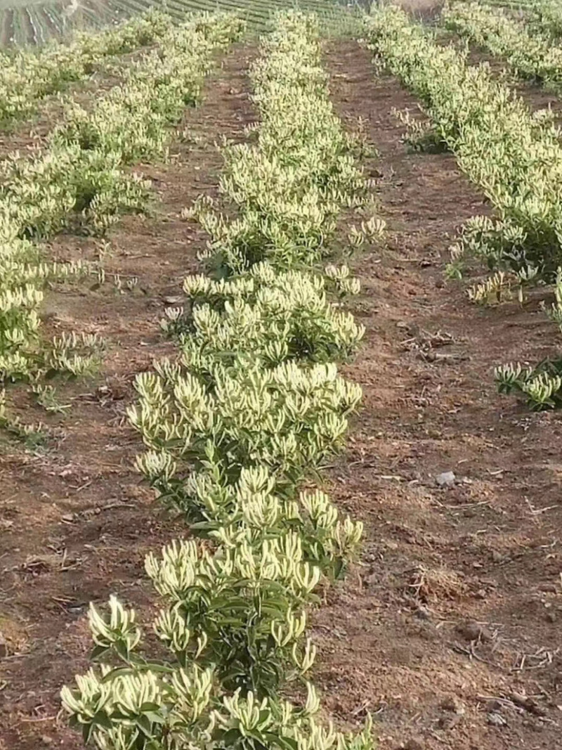 北花系列，四季系列，金银花苗，半月不开放系列，包回收