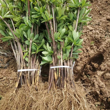 北花系列，四季系列，金银花苗，半月不开放系列，包回收