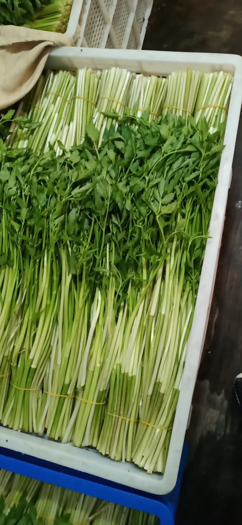 合肥水芹基地常年供应水芹菜