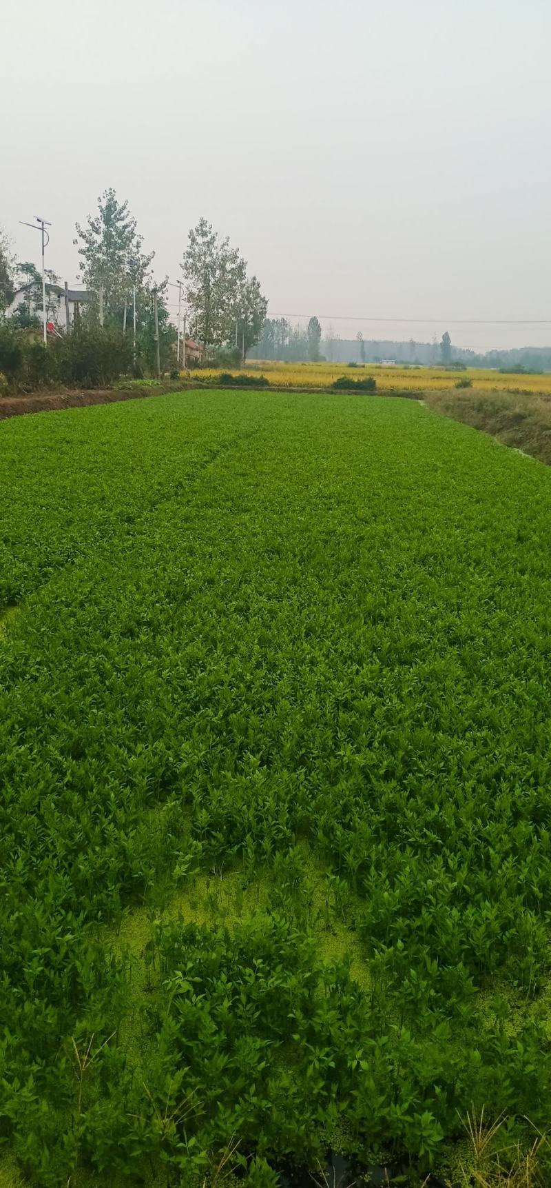 合肥水芹基地常年供应水芹菜