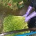 合肥水芹基地常年供应水芹菜