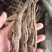 当归个子天然无硫水洗干货量大从优