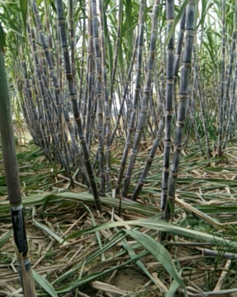 甘蔗农家自种，糖度好，价格优惠，欢迎老板前来采购