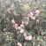 虞城红富士苹果大量上市，口感脆甜，个头大，颜色佳，批发价
