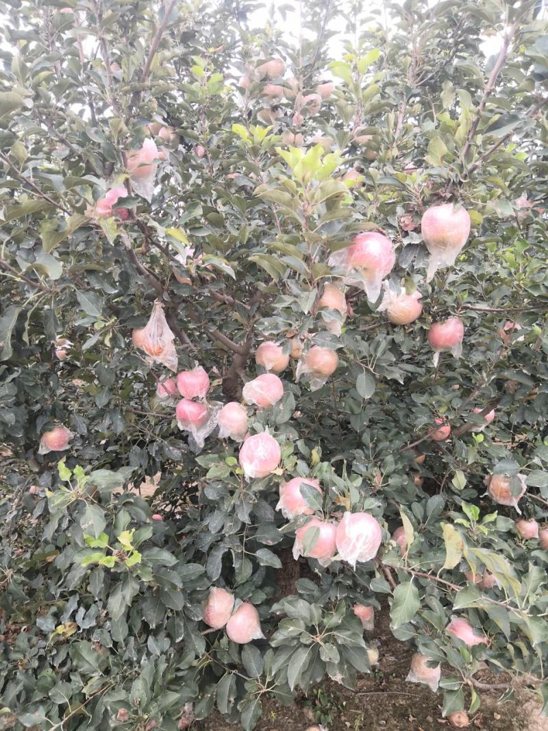 虞城红富士苹果大量上市，口感脆甜，个头大，颜色佳，批发价