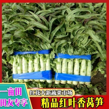 郯城红叶香莴笋产地直发量大从优保质保量一条龙服务