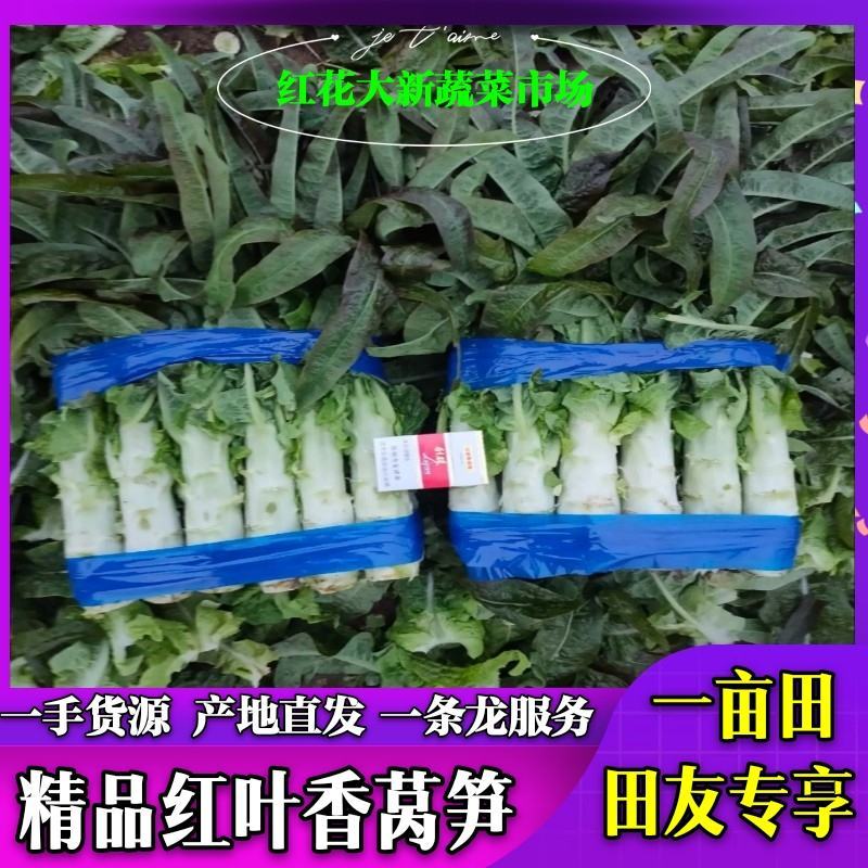 郯城红叶香莴笋产地直发量大从优保质保量一条龙服务
