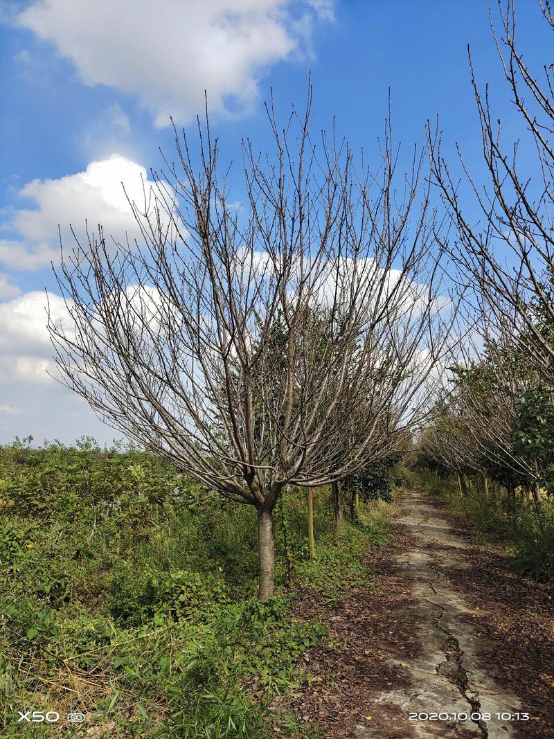 河南南阳大量供应地经10-30公分精品晚樱