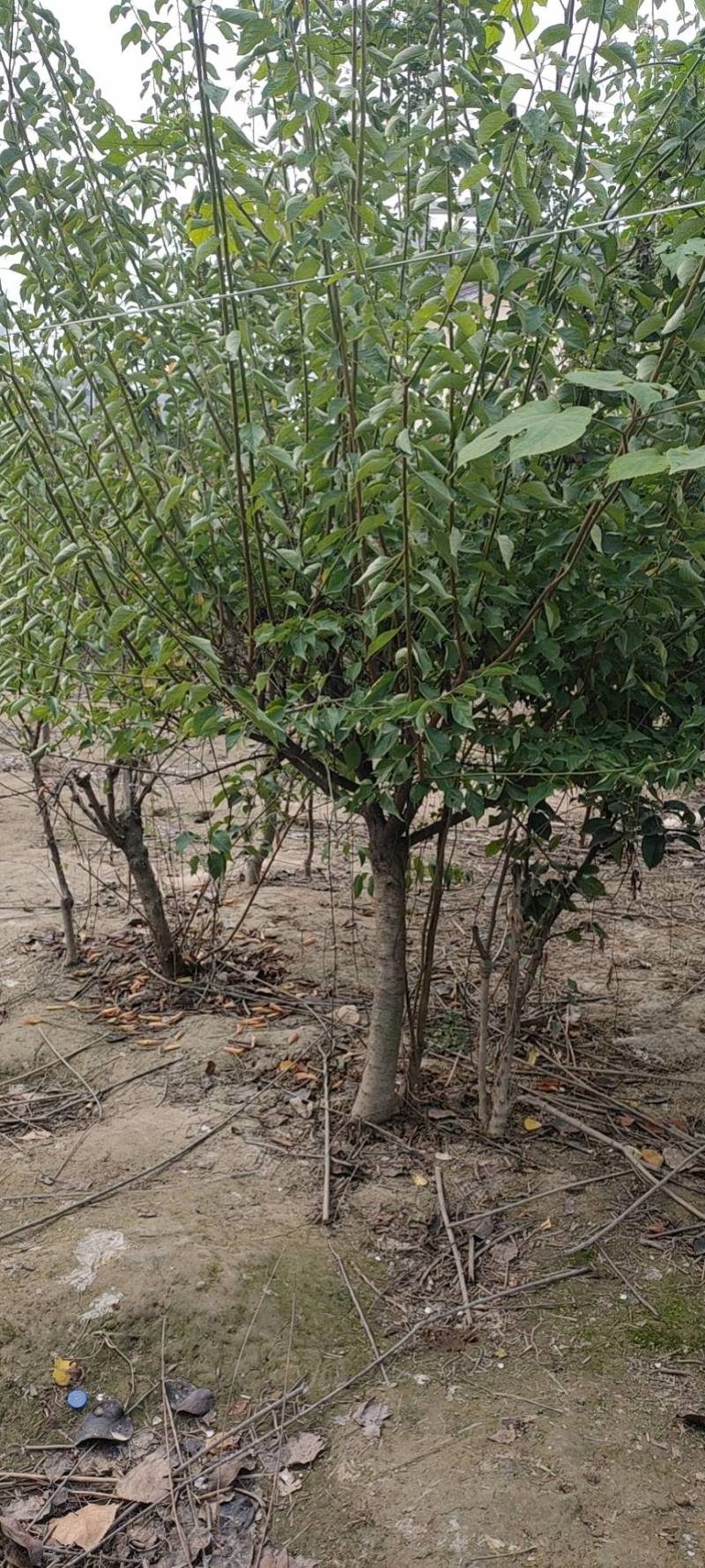 榆叶梅红叶榆叶梅榆叶梅青叶榆叶梅八公分量大优惠