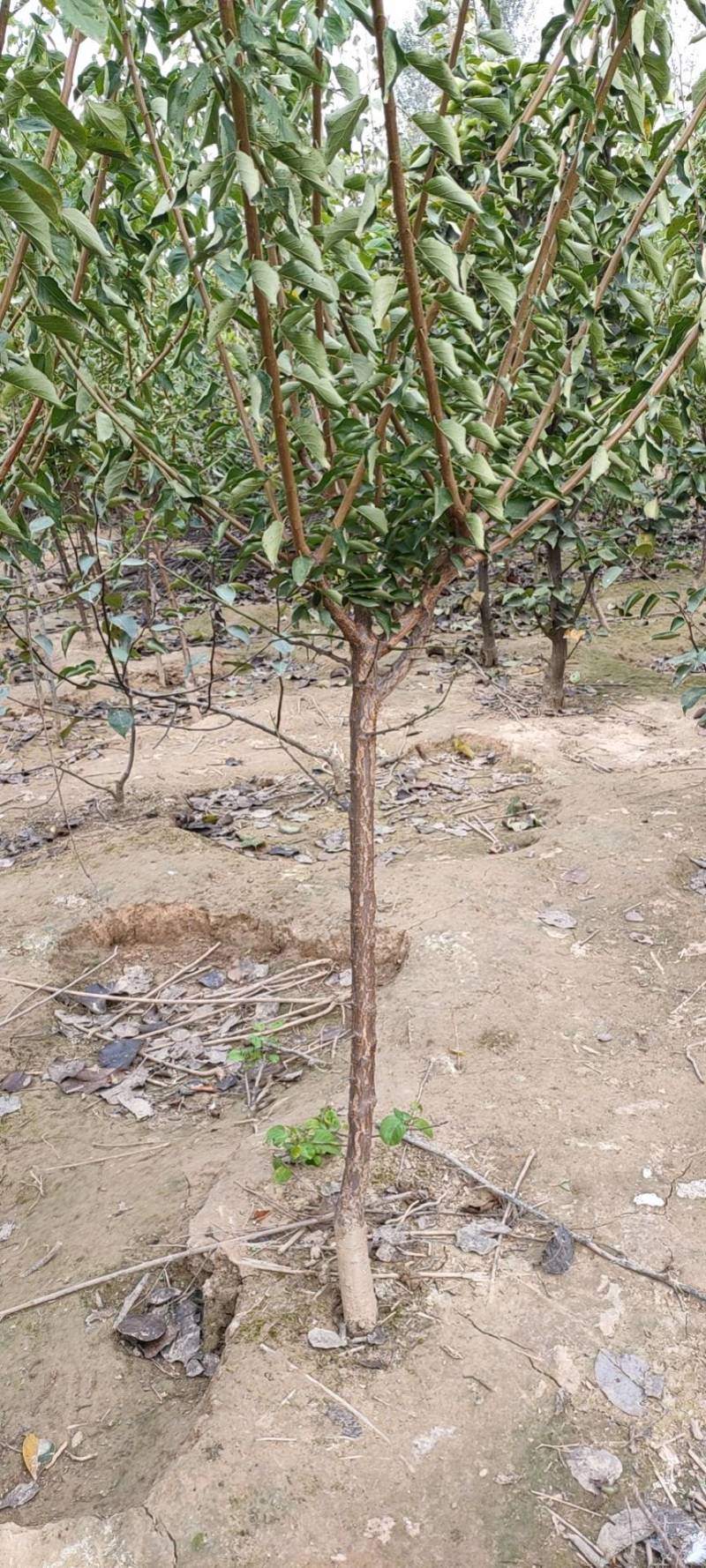 红梅商丘货源三公分宫粉梅