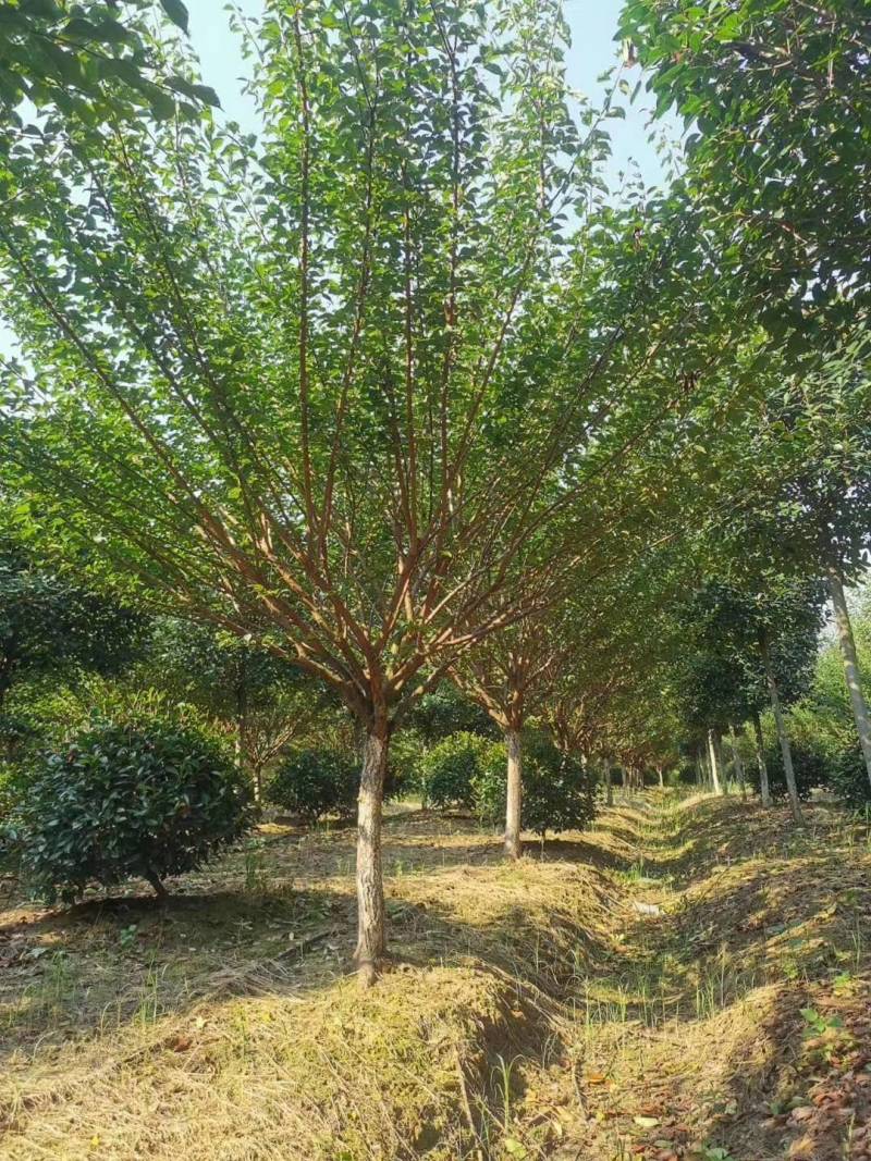 红梅商丘货源三公分宫粉梅