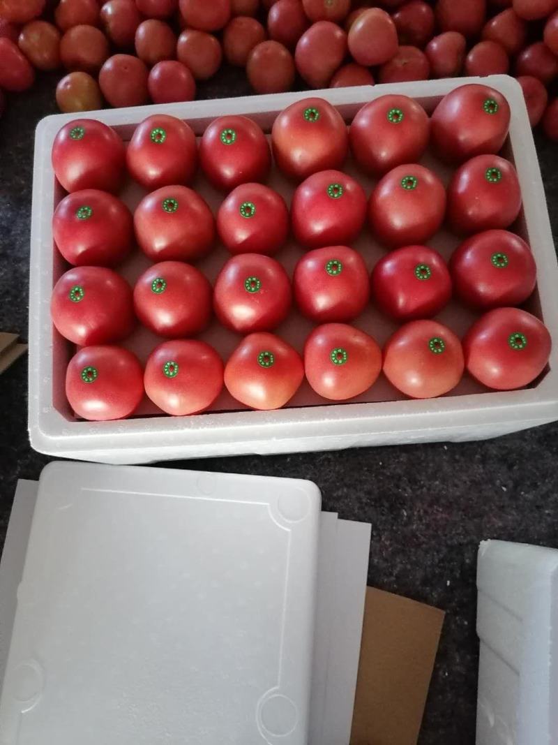 大规模暖棚硬粉西红柿大量上市
