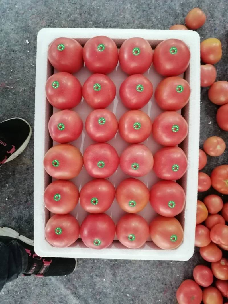 大规模暖棚硬粉西红柿大量上市