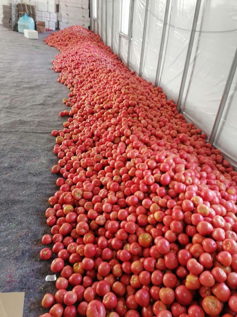 大规模暖棚硬粉西红柿大量上市
