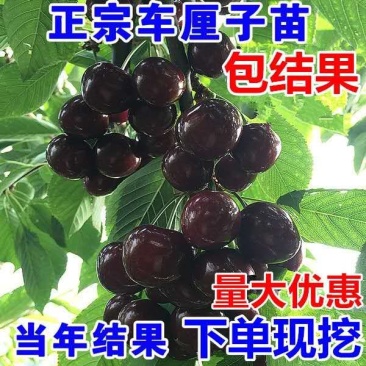 车厘子树苗四季果树果苗南方北方种植嫁接樱桃树苖盆栽当年结