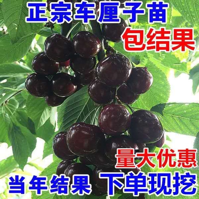 车厘子树苗四季果树果苗南方北方种植嫁接樱桃树苖盆栽当年结
