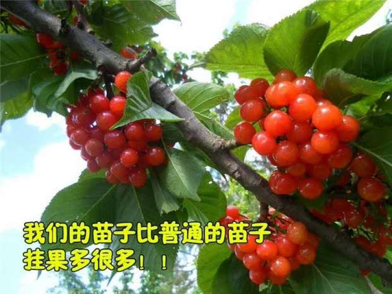 车厘子树苗四季果树果苗南方北方种植嫁接樱桃树苖盆栽当年结