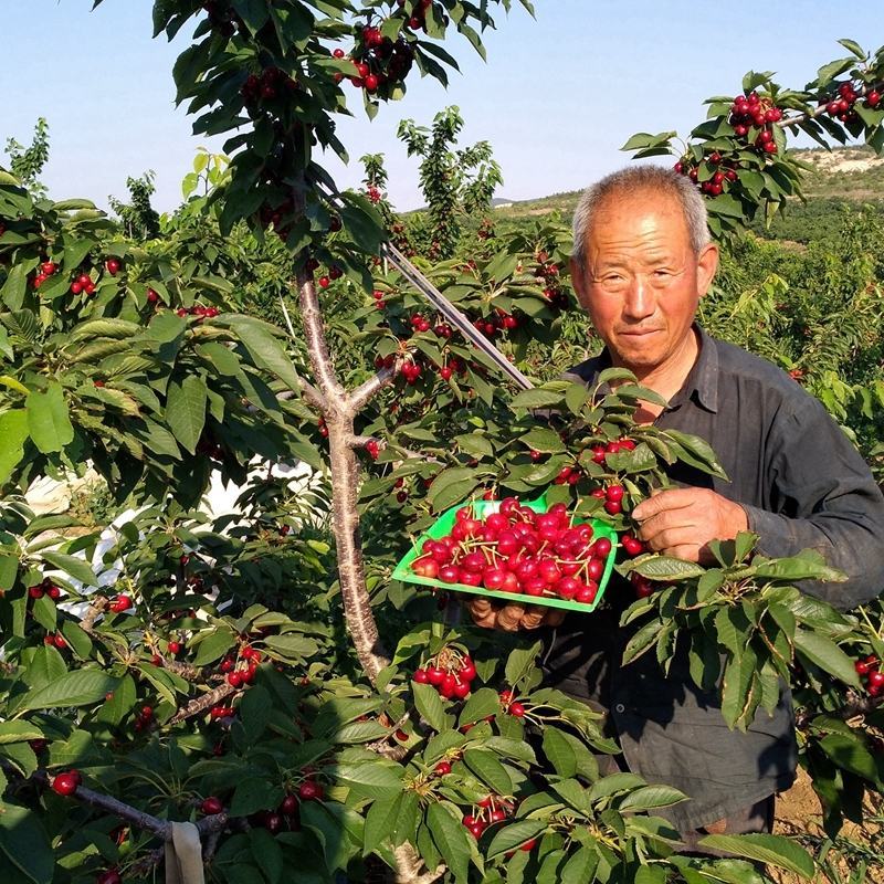 车厘子树苗四季果树果苗南方北方种植嫁接樱桃树苖盆栽当年结