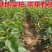 车厘子树苗四季果树果苗南方北方种植嫁接樱桃树苖盆栽当年结
