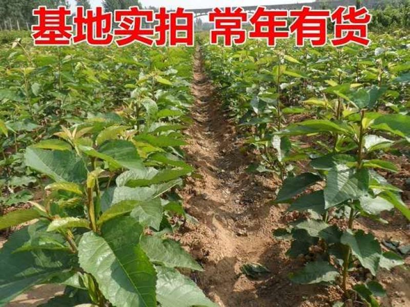 车厘子树苗四季果树果苗南方北方种植嫁接樱桃树苖盆栽当年结