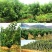 车厘子树苗四季果树果苗南方北方种植嫁接樱桃树苖盆栽当年结