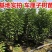 车厘子树苗四季果树果苗南方北方种植嫁接樱桃树苖盆栽当年结