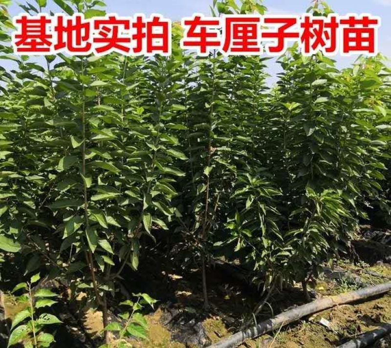 车厘子树苗四季果树果苗南方北方种植嫁接樱桃树苖盆栽当年结
