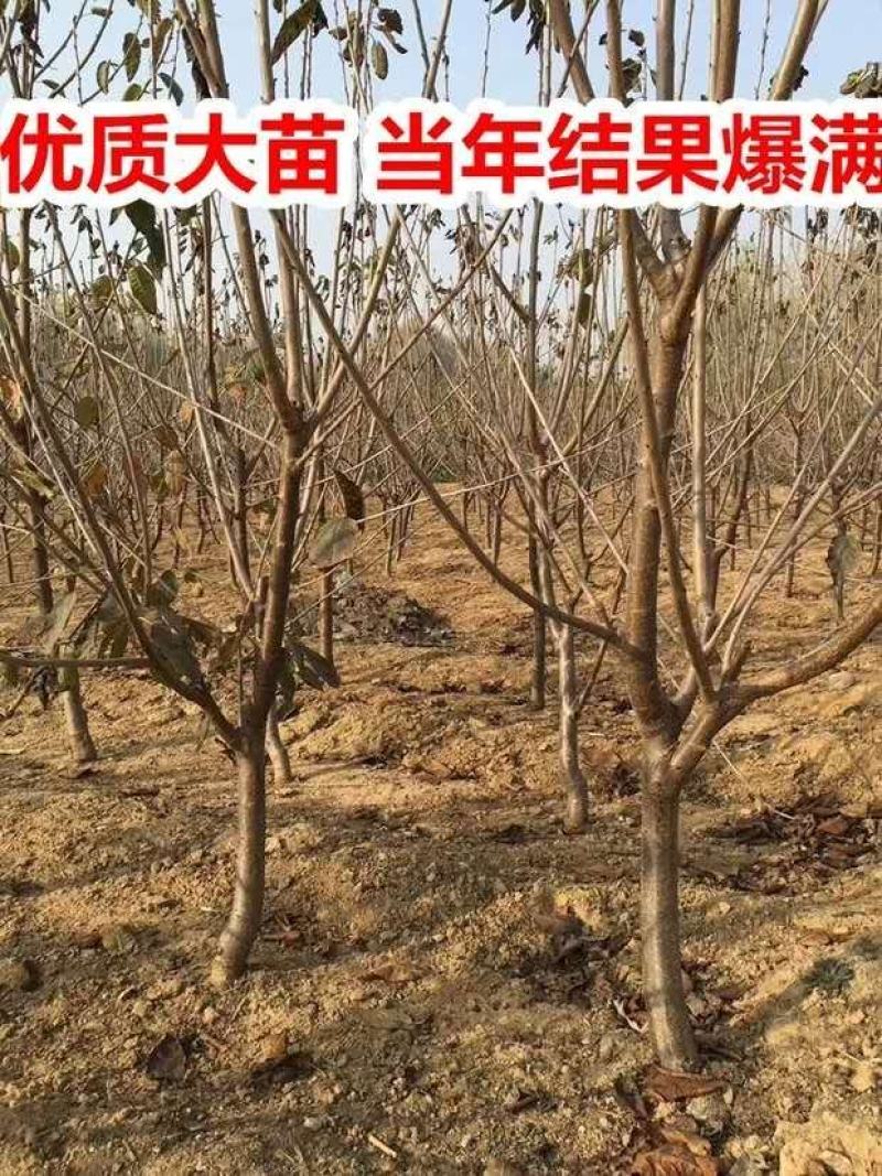 车厘子树苗四季果树果苗南方北方种植嫁接樱桃树苖盆栽当年结