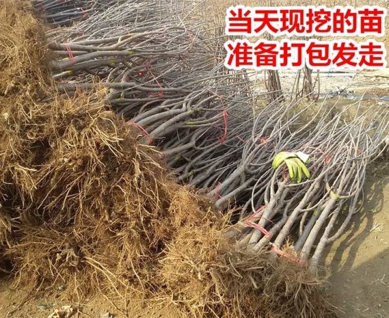 车厘子树苗四季果树果苗南方北方种植嫁接樱桃树苖盆栽当年结