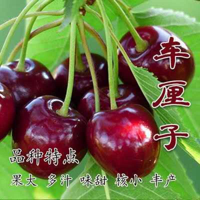 车厘子树苗四季果树果苗南方北方种植嫁接樱桃树苖盆栽当年结