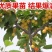 车厘子树苗四季果树果苗南方北方种植嫁接樱桃树苖盆栽当年结
