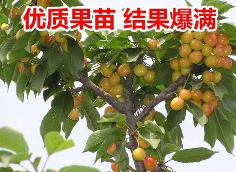 车厘子树苗四季果树果苗南方北方种植嫁接樱桃树苖盆栽当年结