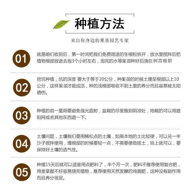 车厘子树苗四季果树果苗南方北方种植嫁接樱桃树苖盆栽当年结