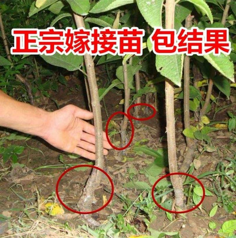 车厘子树苗四季果树果苗南方北方种植嫁接樱桃树苖盆栽当年结