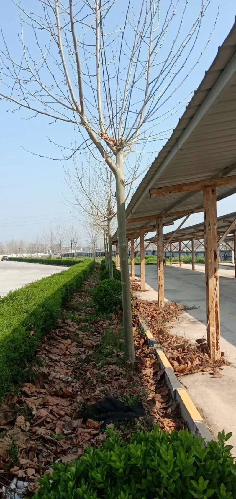 法桐路树20/26公分处理四十棵七年冠火速处理打包卖