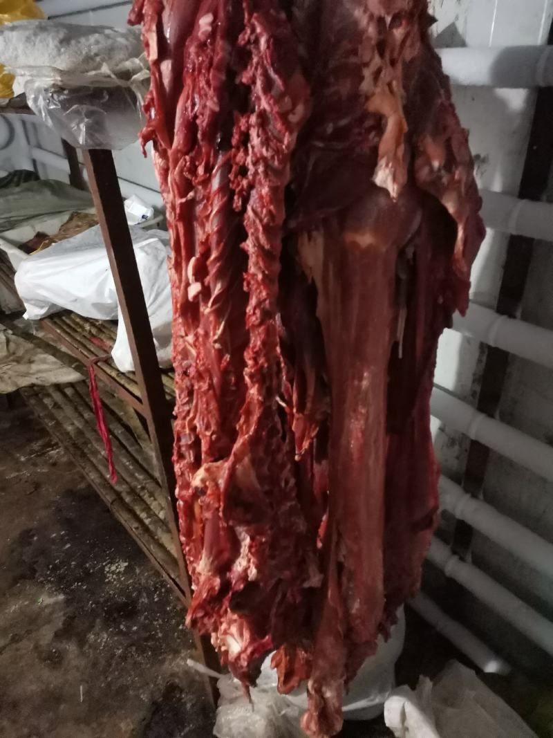 常年出售乳牛牛杂价格便宜