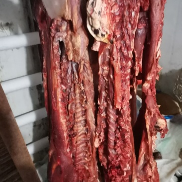 常年出售乳牛牛杂价格便宜