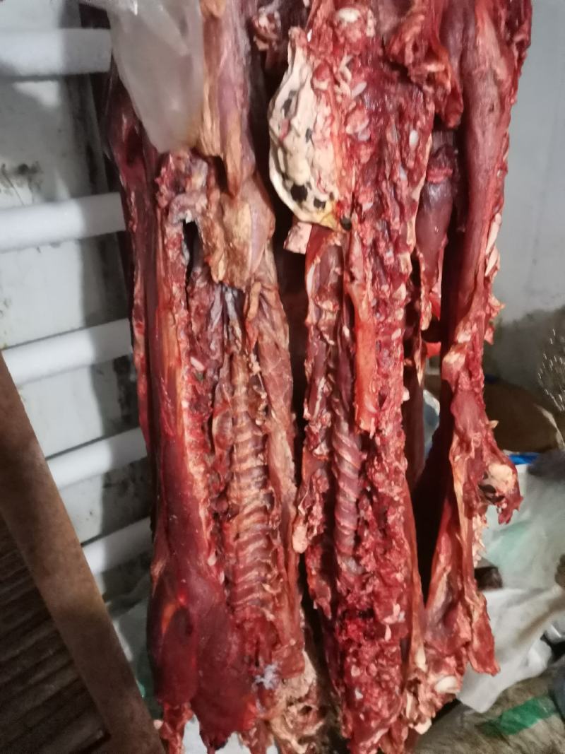常年出售乳牛牛杂价格便宜