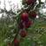 早酥红梨苗基地直销包成活技术南北方种植放心苗