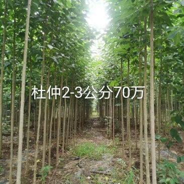 杜仲树两年苗三年苗及多年大规格原生与裁杆发冒都