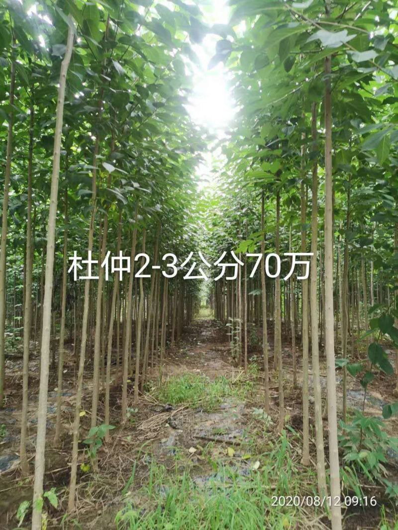 杜仲树两年苗三年苗及多年大规格原生与裁杆发冒都