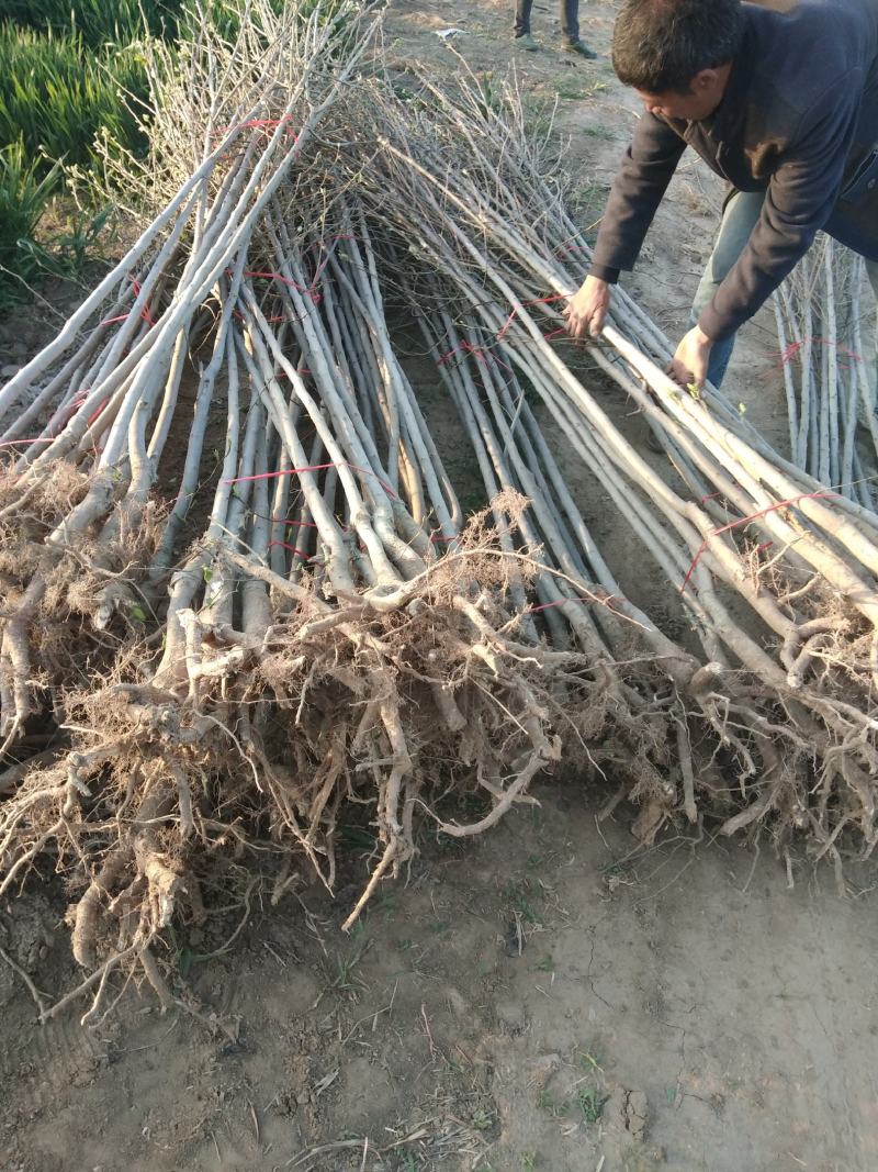 杜仲树两年苗三年苗及多年大规格原生与裁杆发冒都