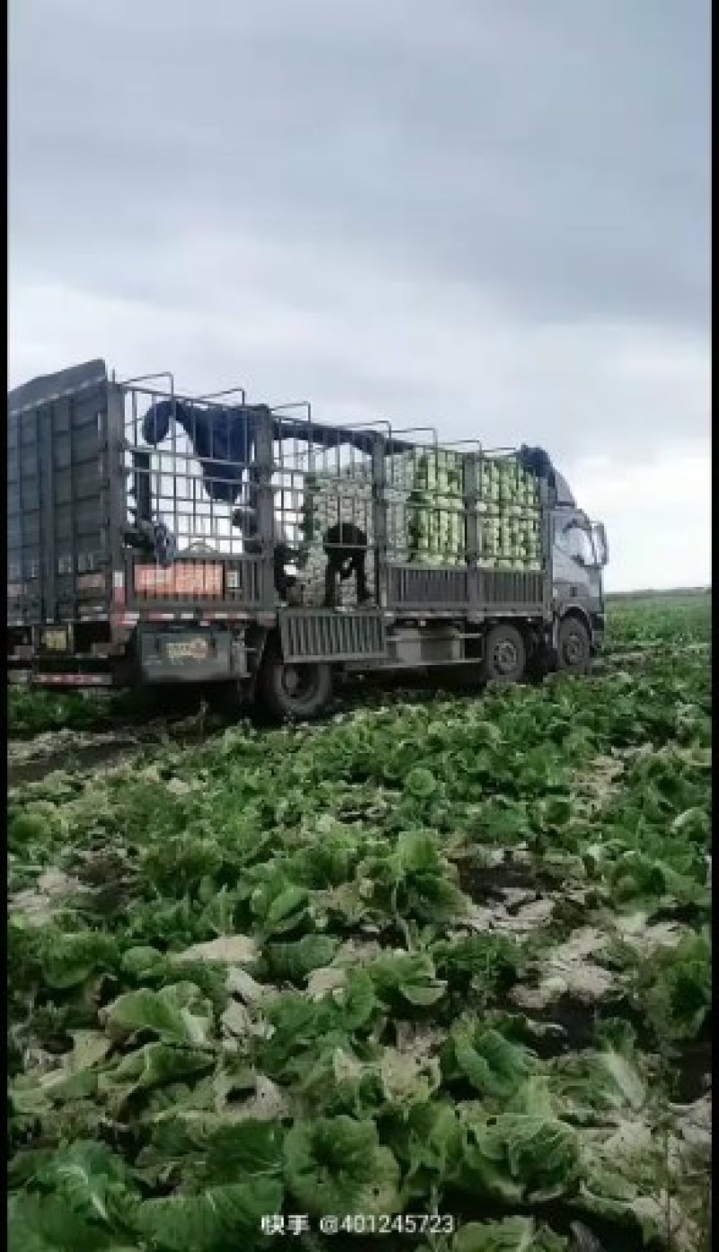 辽宁凌海黄心菜大量上市