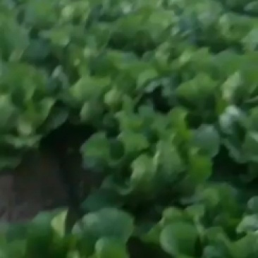 辽宁凌海黄心菜大量上市