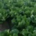 辽宁凌海黄心菜大量上市