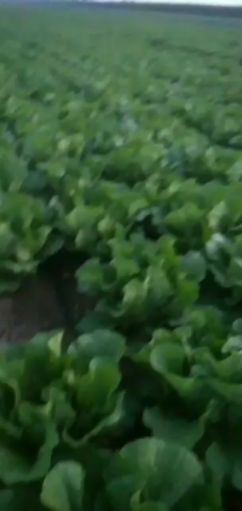 辽宁凌海黄心菜大量上市