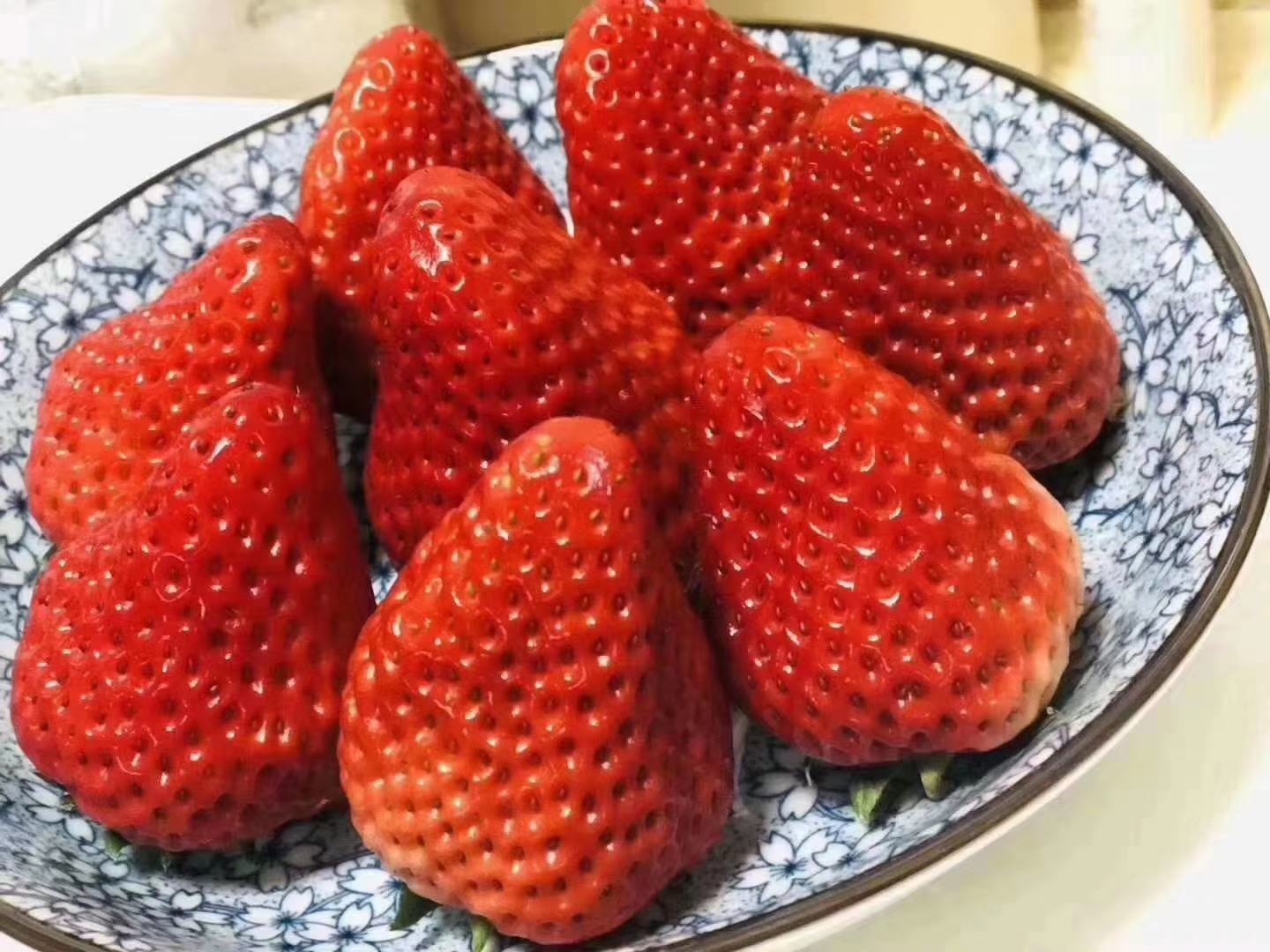 蓝莓叶片特写展示