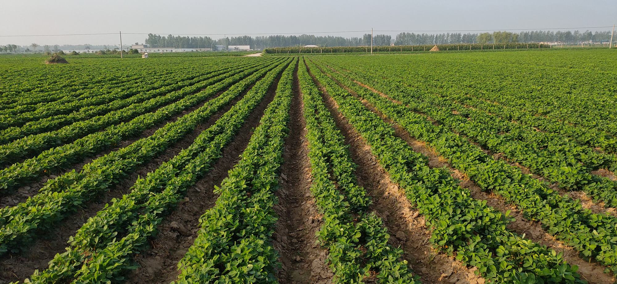 喷洒除草剂后的田地,杂草明显枯黄,作物叶片保持绿色,显示除草效果良好 除草剂喷洒后杂草枯萎效果