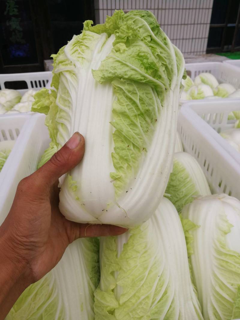 江苏大白菜黄心白菜棵形好嫩菜产地直发质量保证